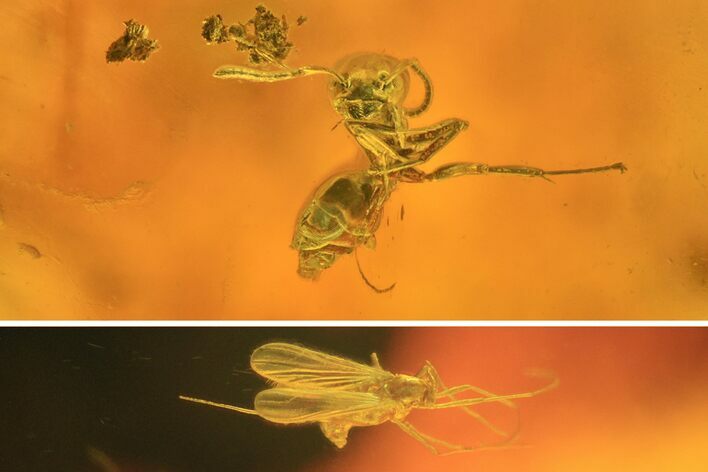Fossil Ant (Formicidae) & Several Flies (Chironomidae) in Baltic Amber #234557